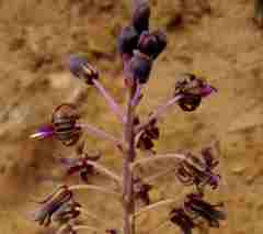 Ledebouria ensifolia