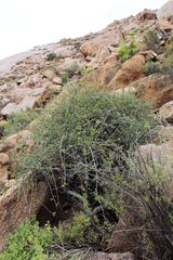 Commiphora capensis