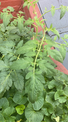 Solanum lycopersicum