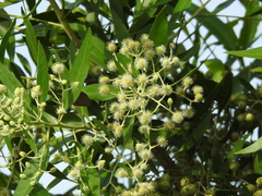 Conocarpus lancifolius