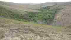 Ledebouria ensifolia