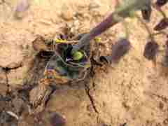 Ledebouria ensifolia