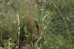 Pseudochorthippus parallelus