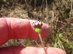 Othonna digitata