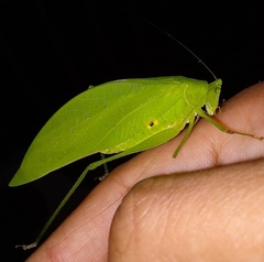 Phaneropterinae