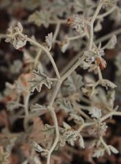 Hermannia minutiflora