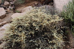 Hermannia minutiflora