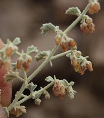 Hermannia minutiflora