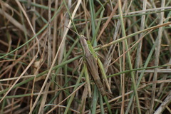 Pseudochorthippus parallelus