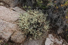 Hermannia minutiflora