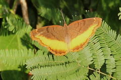 Eurytela dryope angulata