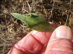 Othonna digitata