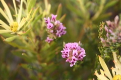 Amphithalea speciosa