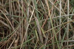 Pseudochorthippus parallelus