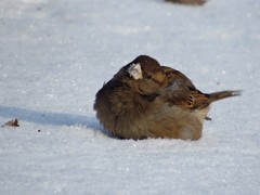 Passer domesticus