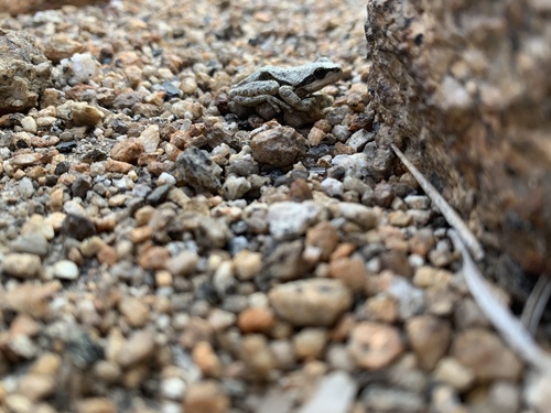 iNaturalist observation photo of Pacific chorus frog