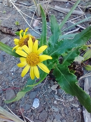 Senecio pseudoarnica