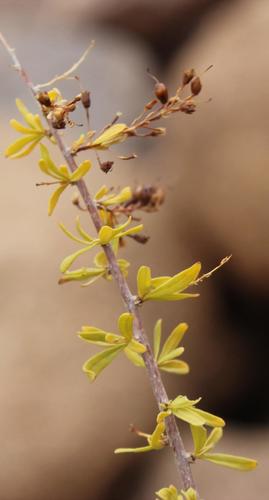 False-Honeythorn (Antherothamnus pearsonii)