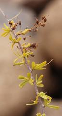 Antherothamnus pearsonii