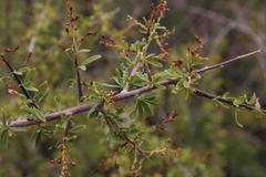 Antherothamnus pearsonii