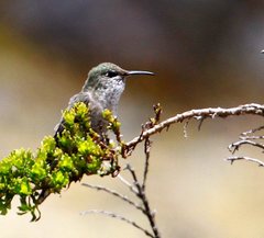 Oreotrochilus chimborazo