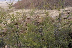 Antherothamnus pearsonii