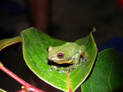 Silent Valley Bush Frog photo 3