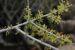 Antherothamnus pearsonii