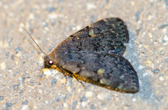 Idia diminuendis