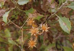 Berkheya canescens