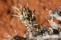 Euphorbia namibensis