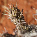 Euphorbia namibensis - Photo (c) Barbara Schneider, some rights reserved (CC BY-NC-ND), uploaded by Barbara Schneider