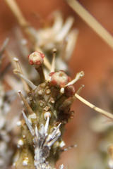 Euphorbia namibensis