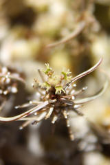 Euphorbia namibensis