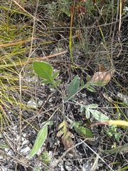 Psephellus marschallianus