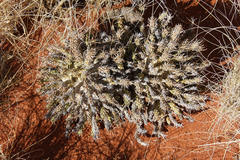 Euphorbia namibensis