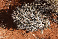 Euphorbia namibensis