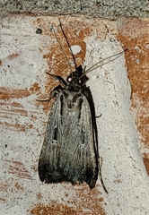Tathorhynchus exsiccata
