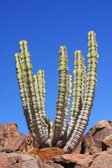 Euphorbia virosa virosa