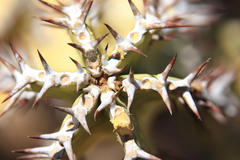 Euphorbia virosa virosa