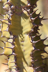 Euphorbia virosa virosa