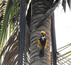 Chrysocolaptes festivus