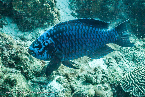 Midnight Parrotfish (Edible Saltwater Fish ( Reef )) · iNaturalist