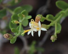 Pegolettia
