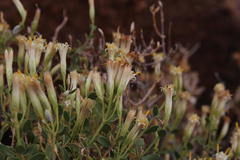 Pegolettia