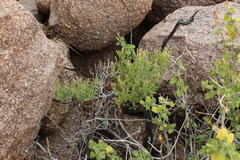 Pegolettia