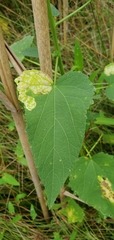 Telamoptilia hibiscivora