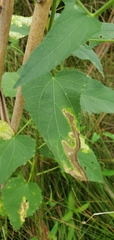 Telamoptilia hibiscivora