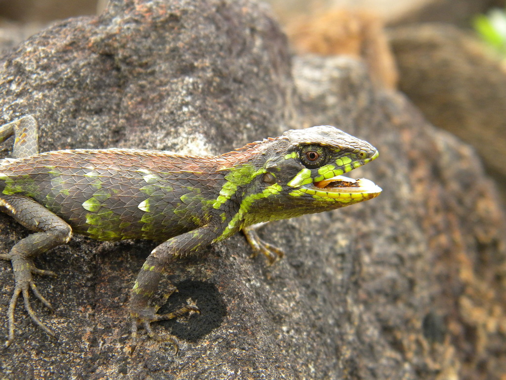 Horsfield's Spiny Lizard