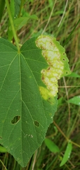 Telamoptilia hibiscivora